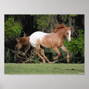 Bob Langrish Appaloosa aan de gang Poster