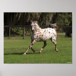 Bob Langrish Appaloosa aan de gang Poster