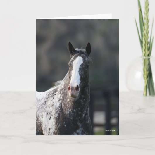 Bob Langrish | Appaloosa Headshot Kaart (Voorkant)
