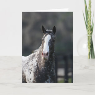 Bob Langrish   Appaloosa Headshot Kaart