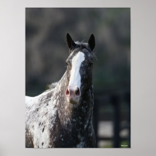 Bob Langrish Appaloosa Headshot Poster