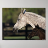 Bob Langrish | Arab Mare and Foal Headshot Poster (Voorkant)