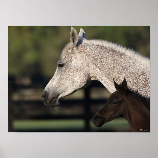 Bob Langrish | Arab Mare and Foal Headshot Poster (Voorkant)