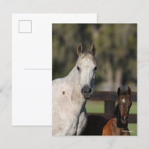 Bob Langrish Arab Mare en Foal Standing Headshot Briefkaart
