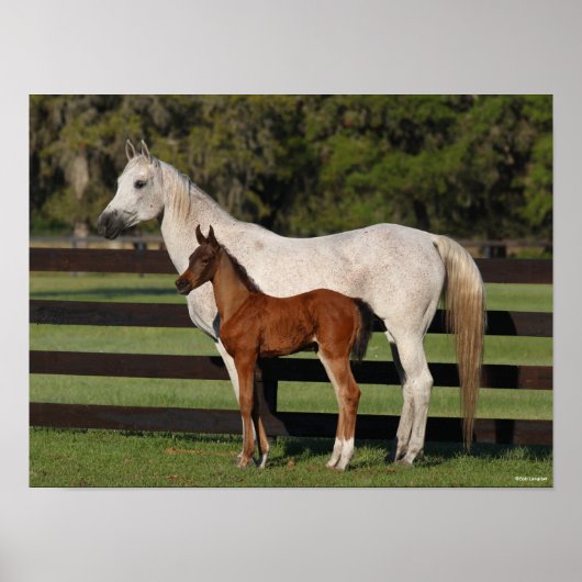 Bob Langrish Arab Mare en Foal Standing Samen Poster (Voorkant)