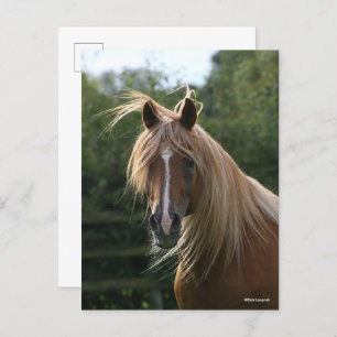 Bob Langrish   Arab Stallion Headshot Briefkaart