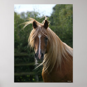 Bob Langrish Arab Stallion Headshot Poster