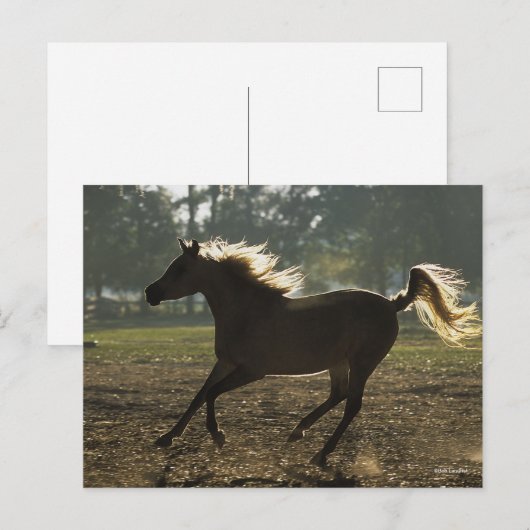 Bob Langrish | Arabisch draaiende achtergrond Briefkaart (Voorkant / Achterkant)