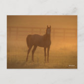 Bob Langrish | Arabisch in de lijst Briefkaart (Voorkant)