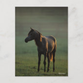 Bob Langrish | Arabisch in een mist-achtergrond Briefkaart (Voorkant)