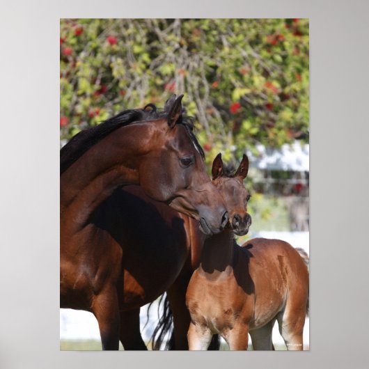 Bob Langrish | Arabisch Mare en schaap Poster (Voorkant)
