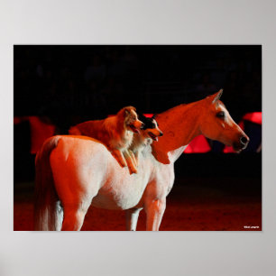 Bob Langrish   Arabisch paard met honden Poster