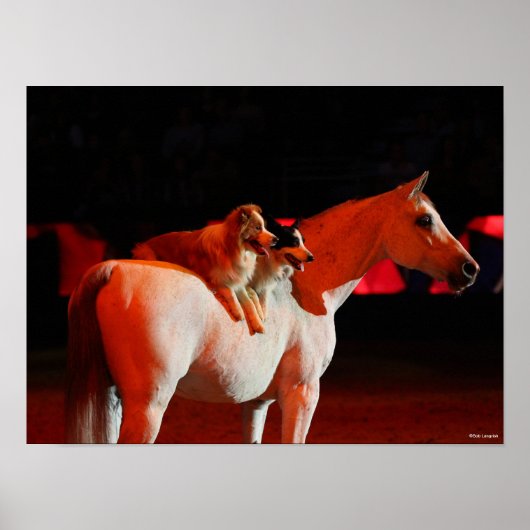 Bob Langrish | Arabisch paard met honden Poster (Voorkant)