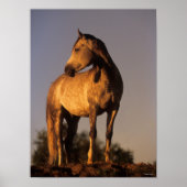 Bob Langrish | Arabisch permanent op een heuvel op Poster (Voorkant)
