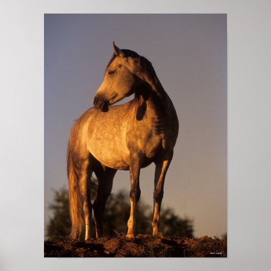 Bob Langrish | Arabisch permanent op een heuvel op Poster (Voorkant)