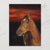 Bob Langrish | Arabisch Stallion Headshot Sunset Briefkaart (Voorkant)
