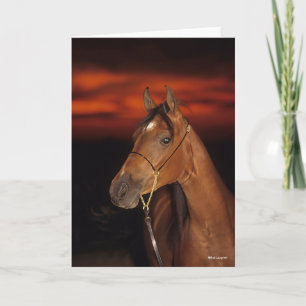 Bob Langrish Arabisch Stallion Headshot Sunset Kaart