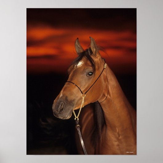 Bob Langrish | Arabisch Stallion Headshot Sunset Poster (Voorkant)