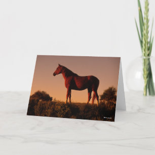 Bob Langrish Arabisch standje op zonsondergang Kaart