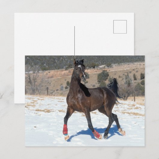 Bob Langrish | Arabische baai met sneeuw Briefkaart (Voorkant / Achterkant)