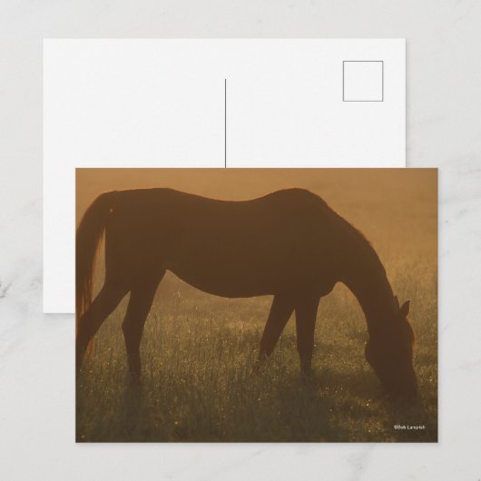 Bob Langrish | Arabische begrazing op de lijst Briefkaart (Voorkant / Achterkant)