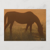 Bob Langrish | Arabische begrazing op de lijst Briefkaart (Voorkant)