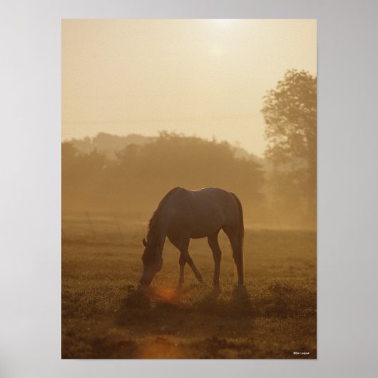 Bob Langrish | Arabische begrazing op zonsondergan Poster (Voorkant)