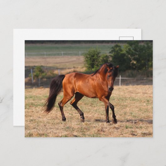 Bob Langrish | Arabische Golf Briefkaart (Voorkant / Achterkant)