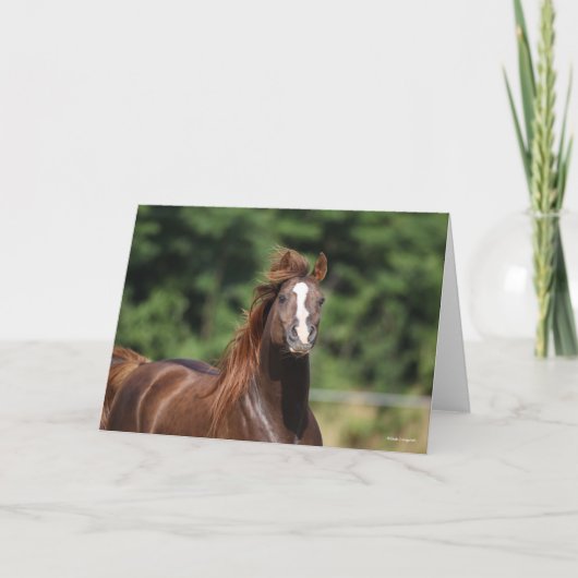 Bob Langrish | Arabische kastanjeboom — hoofdschot Kaart (Voorkant)