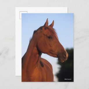 Bob Langrish Arabische kastanjekop Briefkaart