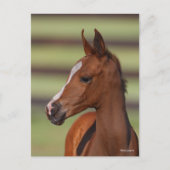 Bob Langrish | Arabische kastanjekop Briefkaart (Voorkant)
