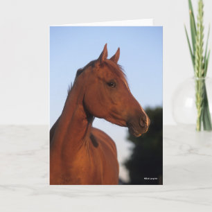 Bob Langrish Arabische kastanjekop Kaart
