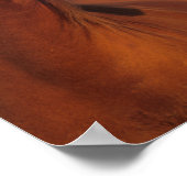 Bob Langrish | Arabische kastanjekop Poster (Hoek)