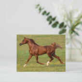 Bob Langrish | Arabische kastanjestroop Briefkaart (Staand voorkant)