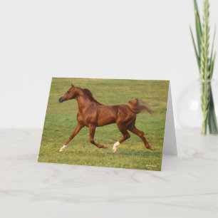 Bob Langrish Arabische kastanjestroop Kaart