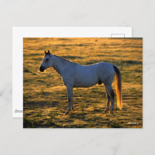 Bob Langrish Arabische permanente achtergrondver Briefkaart