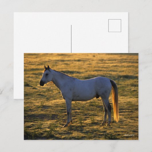 Bob Langrish | Arabische permanente achtergrondver Briefkaart (Voorkant / Achterkant)