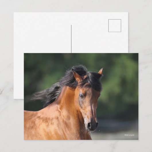 Bob Langrish | Arabische schok op de baai Briefkaart (Voorkant / Achterkant)