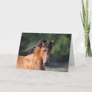 Bob Langrish   Arabische schok op de baai Kaart