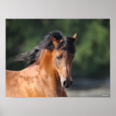 Bob Langrish | Arabische schok op de baai Poster (Voorkant)