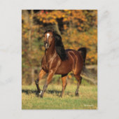 Bob Langrish | Autonome Arabische baai Briefkaart (Voorkant)