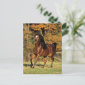 Bob Langrish | Autonome Arabische baai Briefkaart (Staand voorkant)