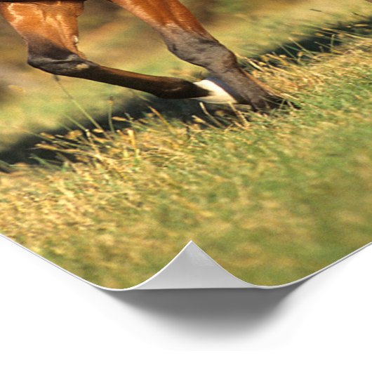 Bob Langrish | Autonome Arabische baai Poster (Hoek)