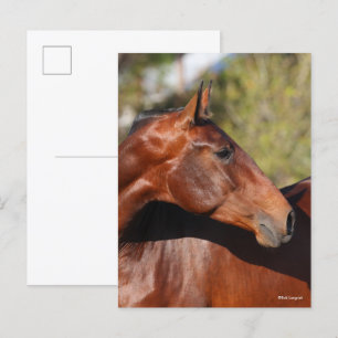 Bob Langrish Baai Andalucian Headshot Briefkaart