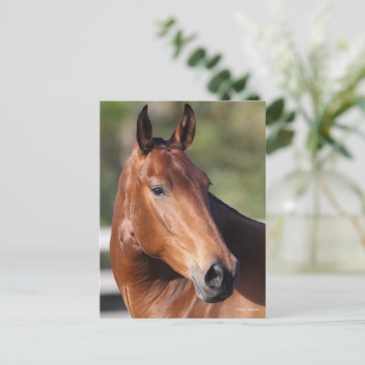 Bob Langrish | Baai Andalucian Headshot Briefkaart (Staand voorkant)