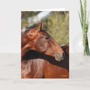 Bob Langrish   Baai Andalucian Headshot Kaart