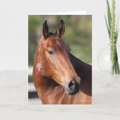 Bob Langrish | Baai Andalucian Headshot Kaart (Voorkant)