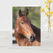 Bob Langrish | Baai Andalucian Headshot Kaart (Gele Bloem)