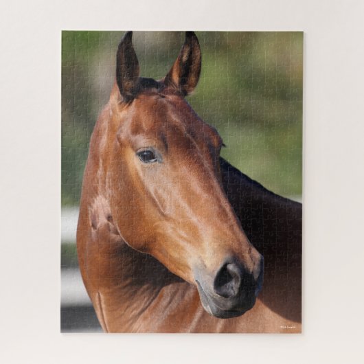 Bob Langrish | Baai Andalucian Headshot Legpuzzel (Verticaal)
