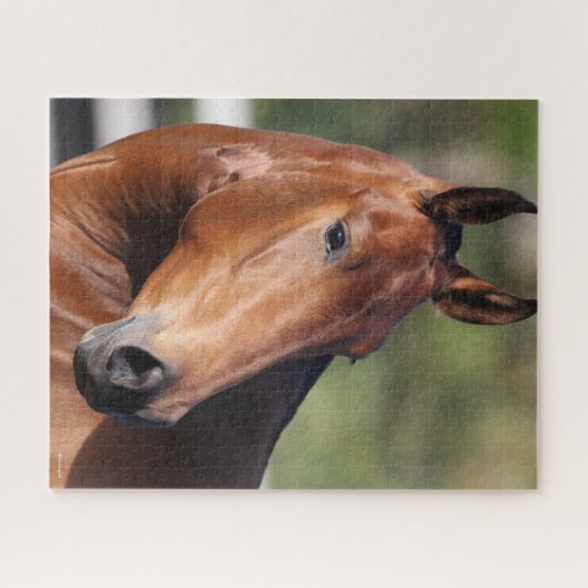 Bob Langrish | Baai Andalucian Headshot Legpuzzel (Horizontaal)